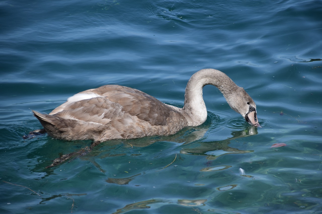 birds haute savoie swan free photo