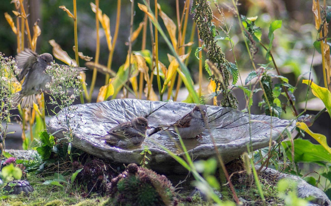 birds sperling sparrows free photo