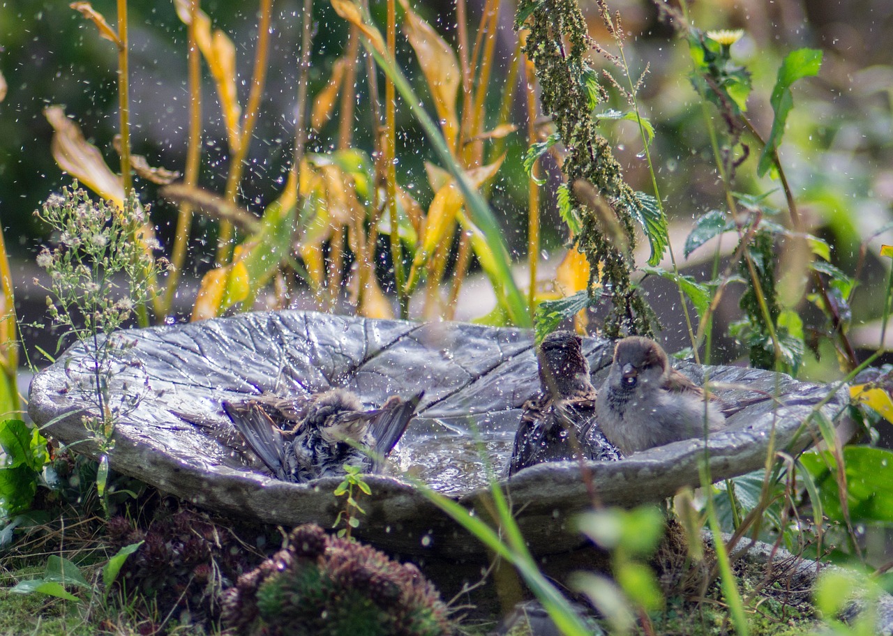 birds sparrow nature free photo