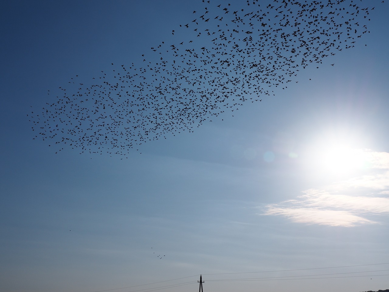 birds flock of birds blue free photo