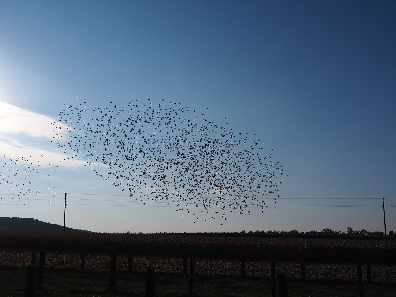 birds flock of birds blue free photo