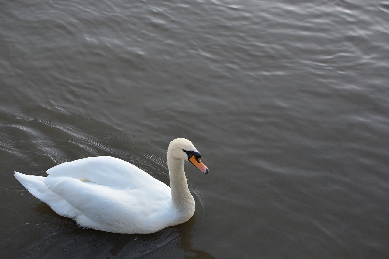 birds river water free photo