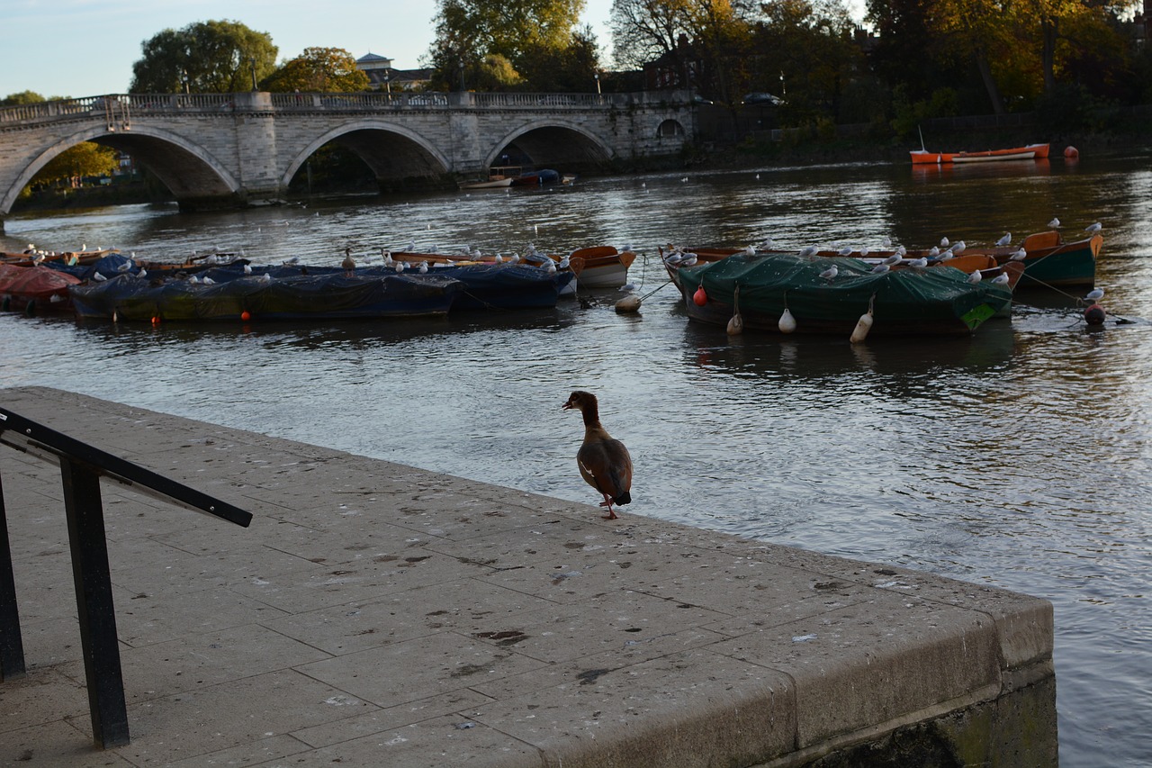 birds river water free photo