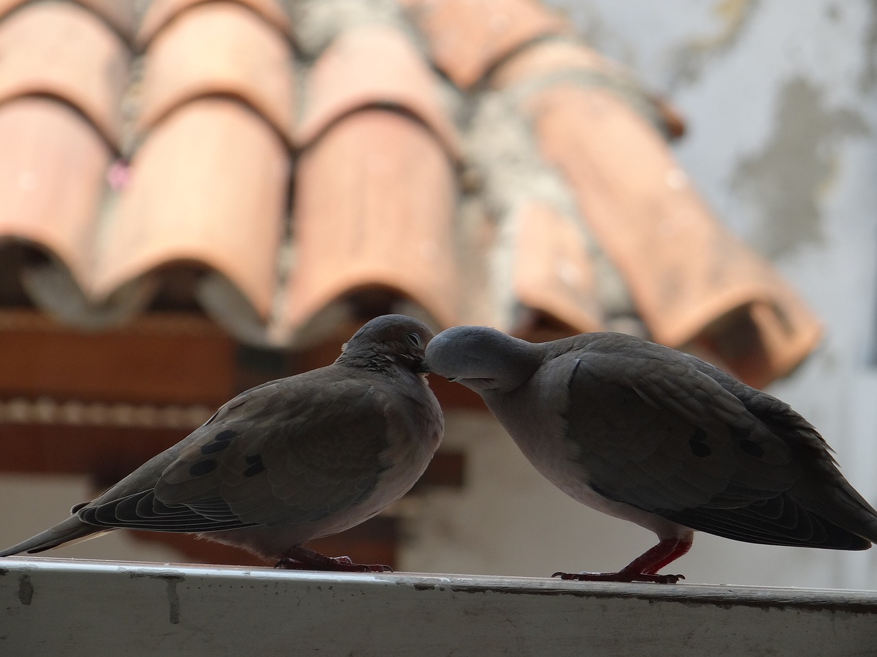 birds doves pigeon free photo