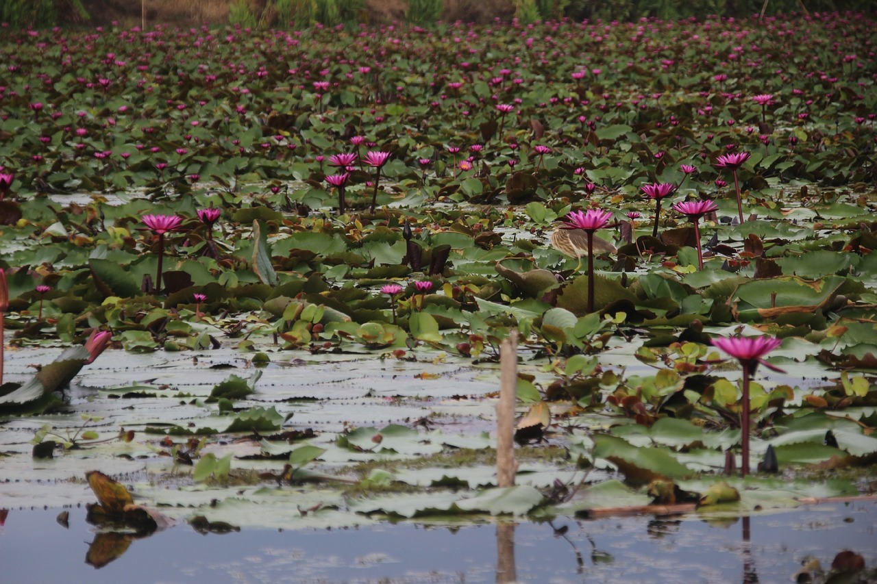 birds lotus leaf red lotus free photo