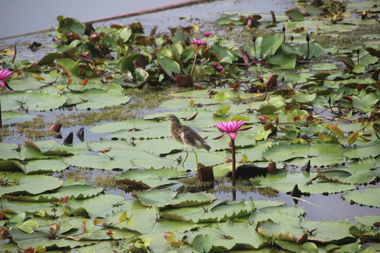 birds red lotus lotus free photo