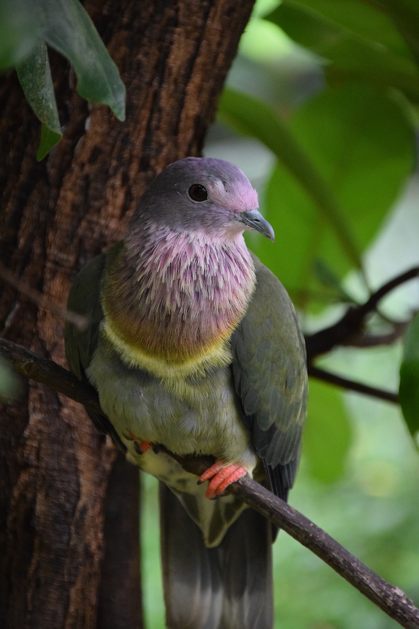 birds dove garden free photo