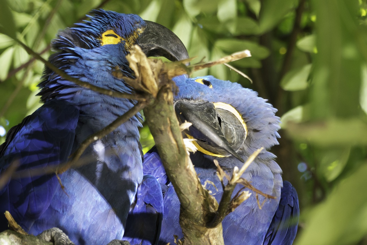 birds parrot couple free photo