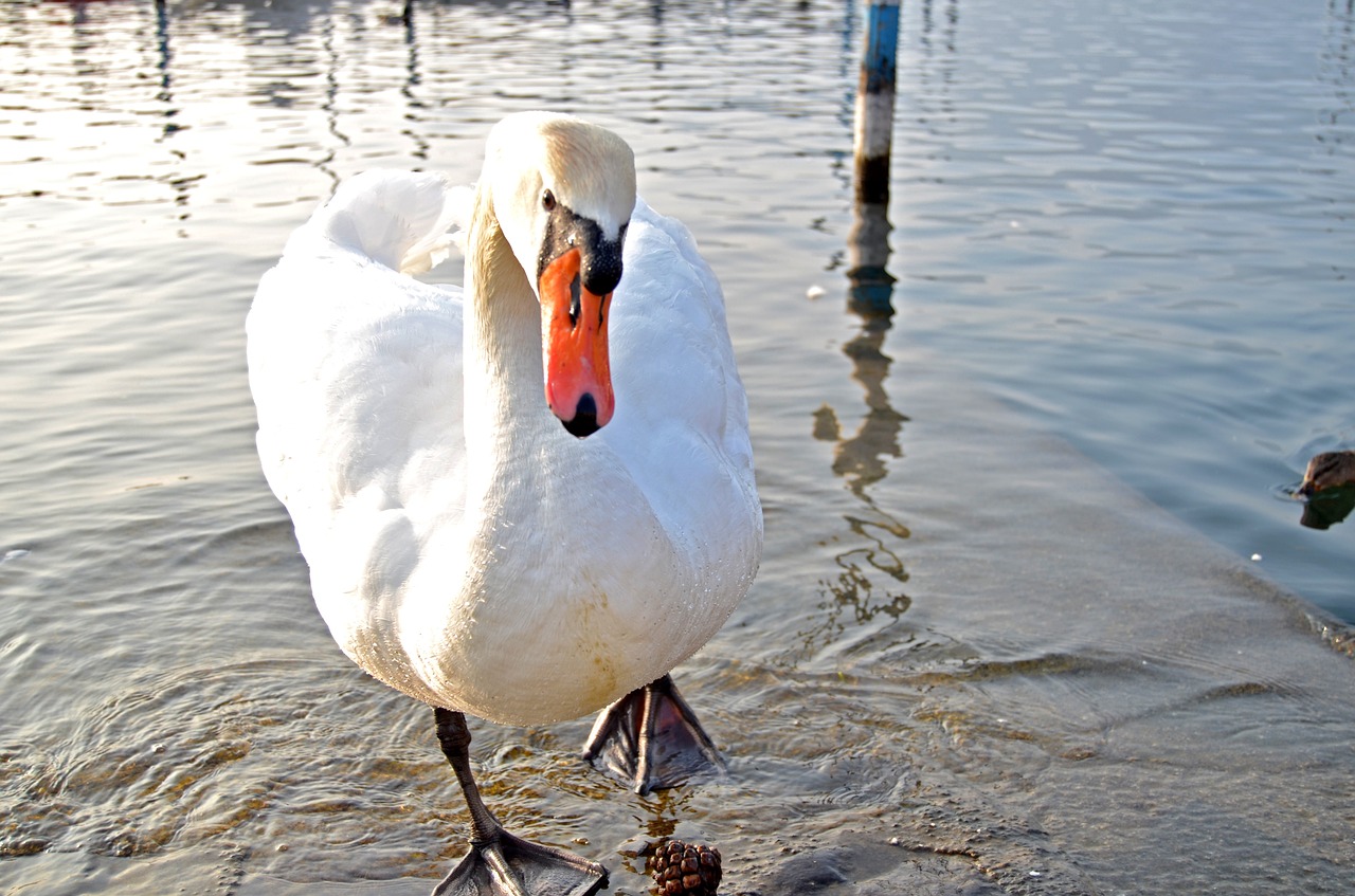 birds water animals free photo