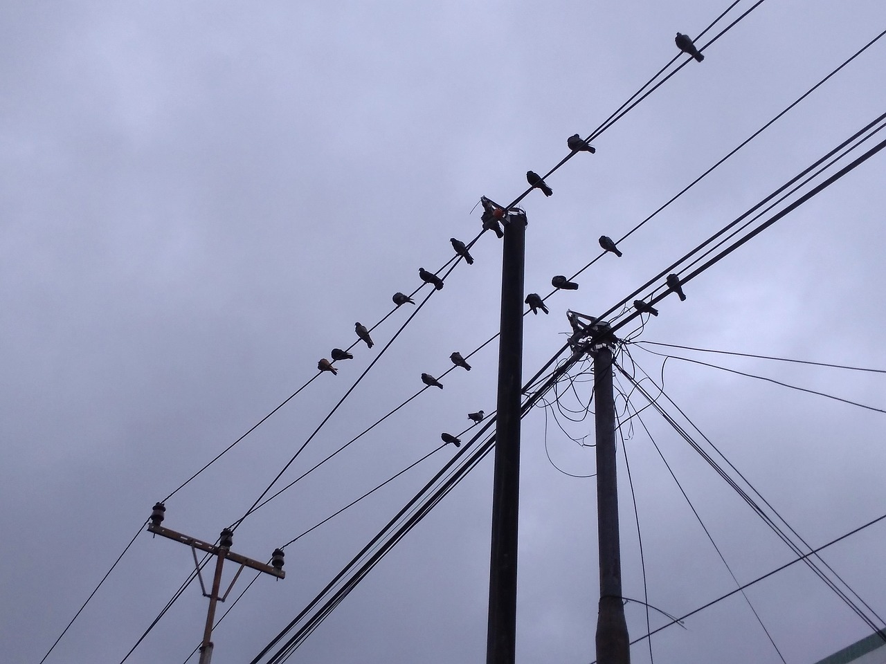 birds perch electric cable free photo