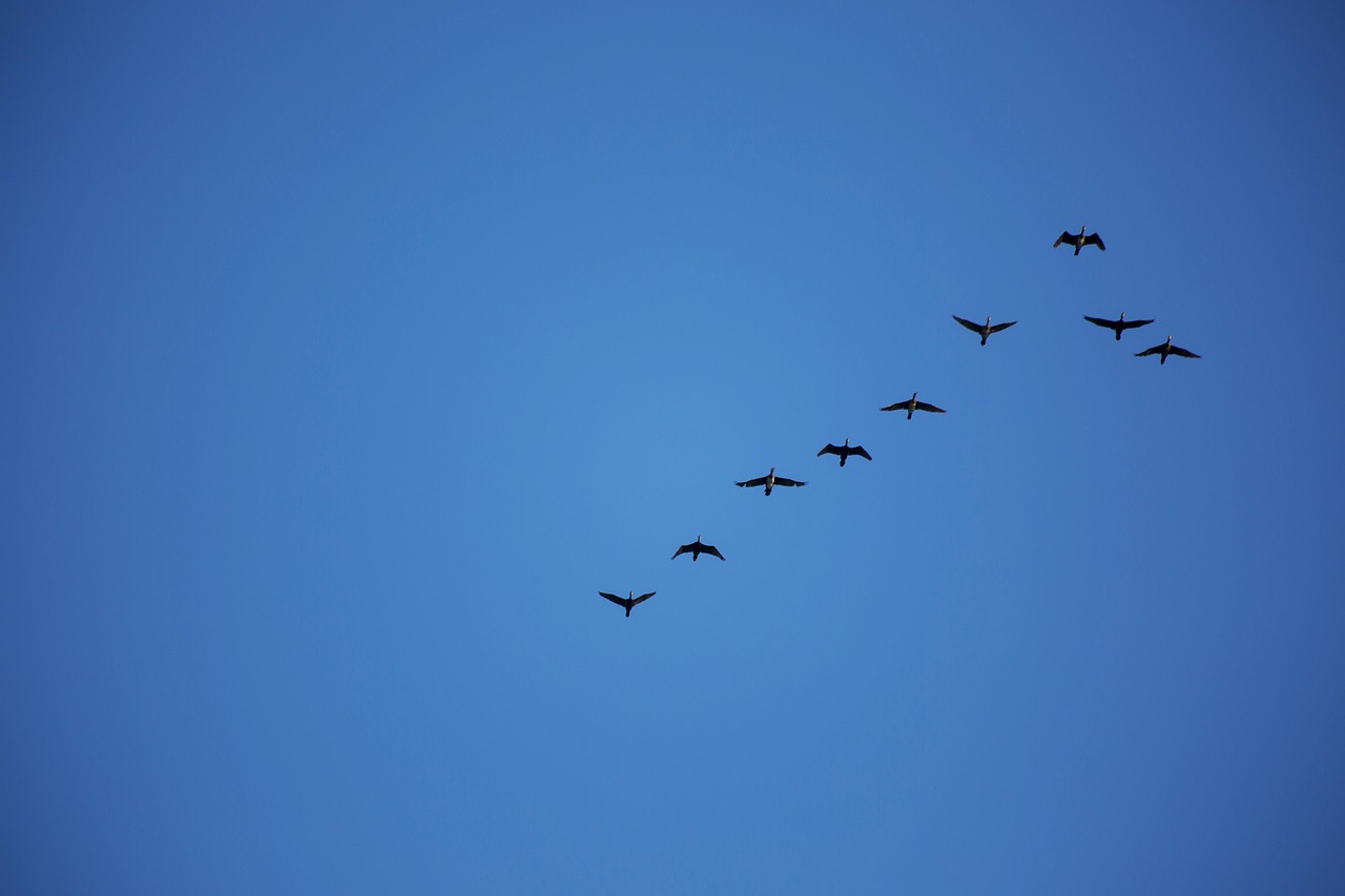 birds sky fly free photo