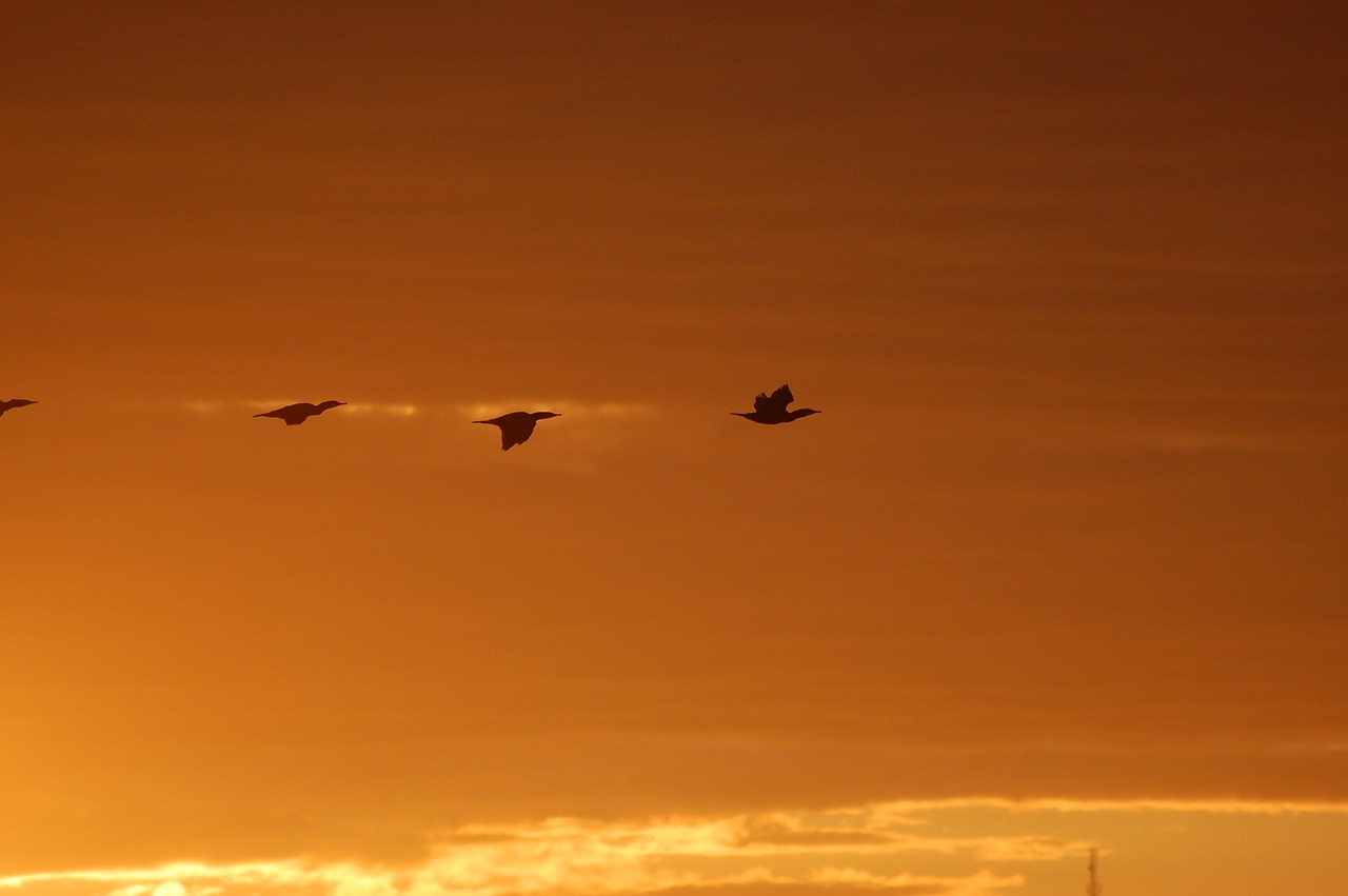 birds himmel sunrise free photo
