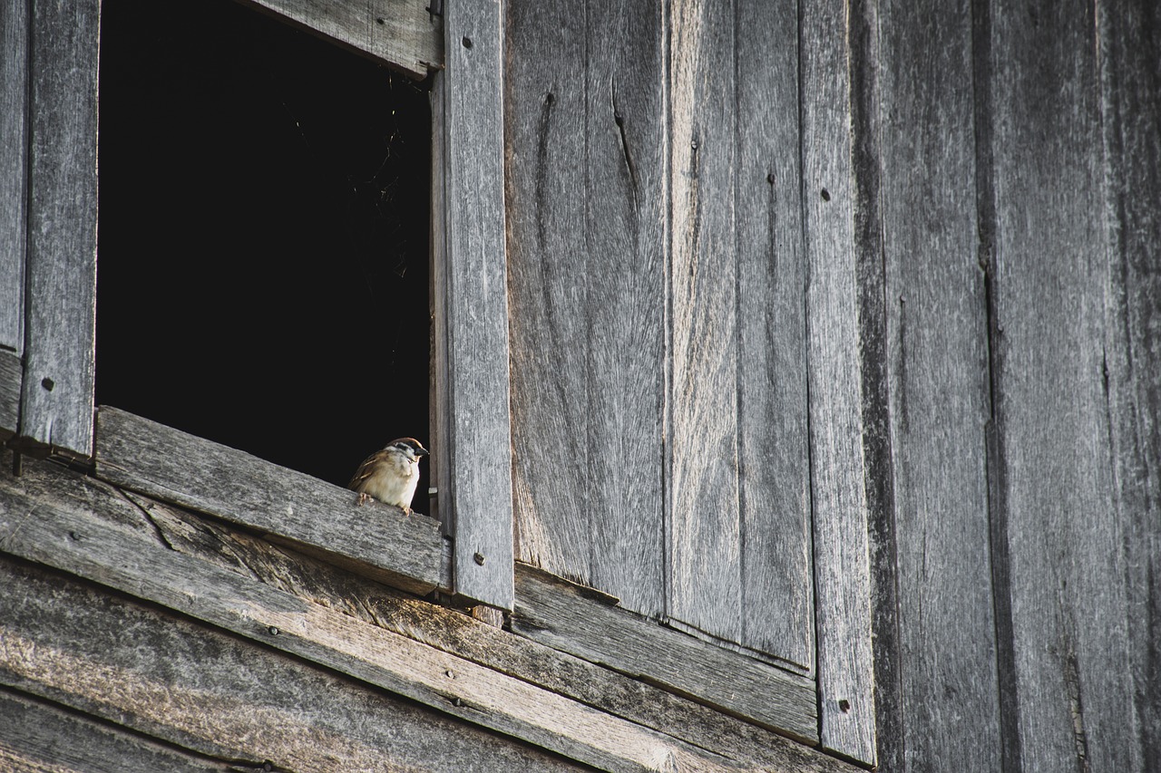 birds poultry thailand free photo