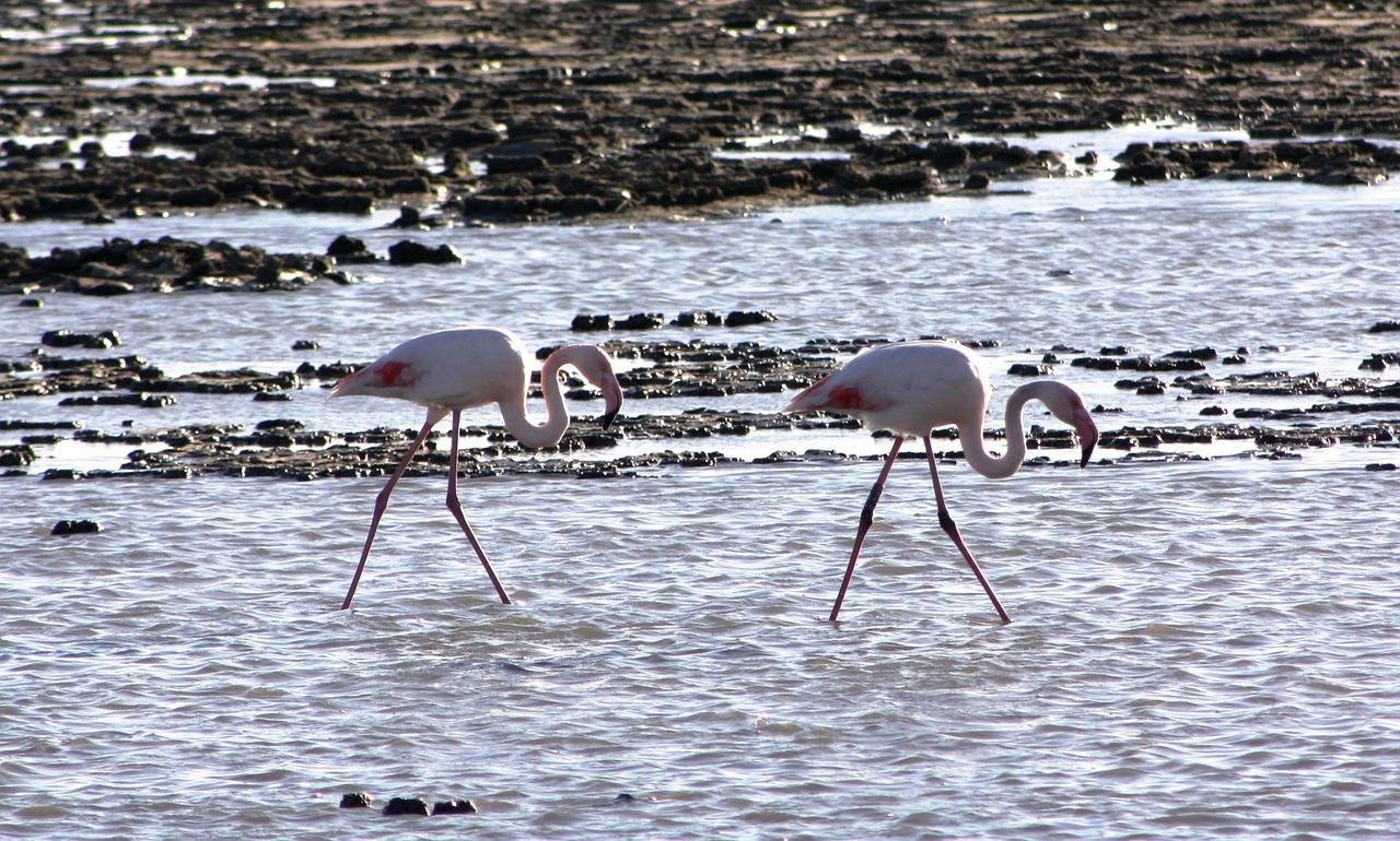 birds waders pink flamingo free photo
