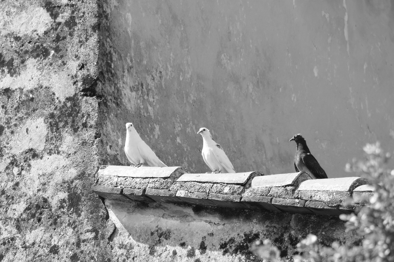 birds black white free photo