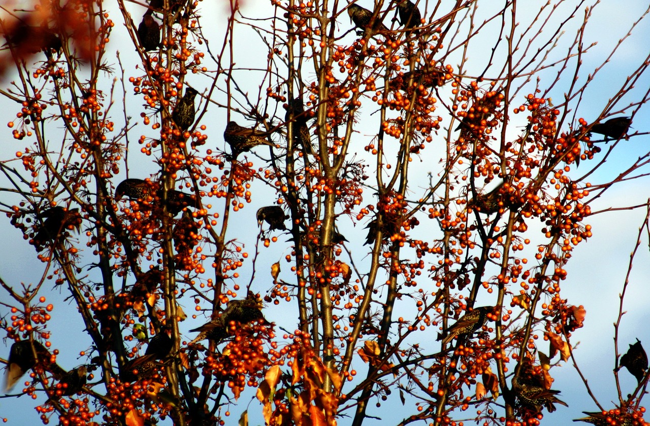 birds berries branch free photo