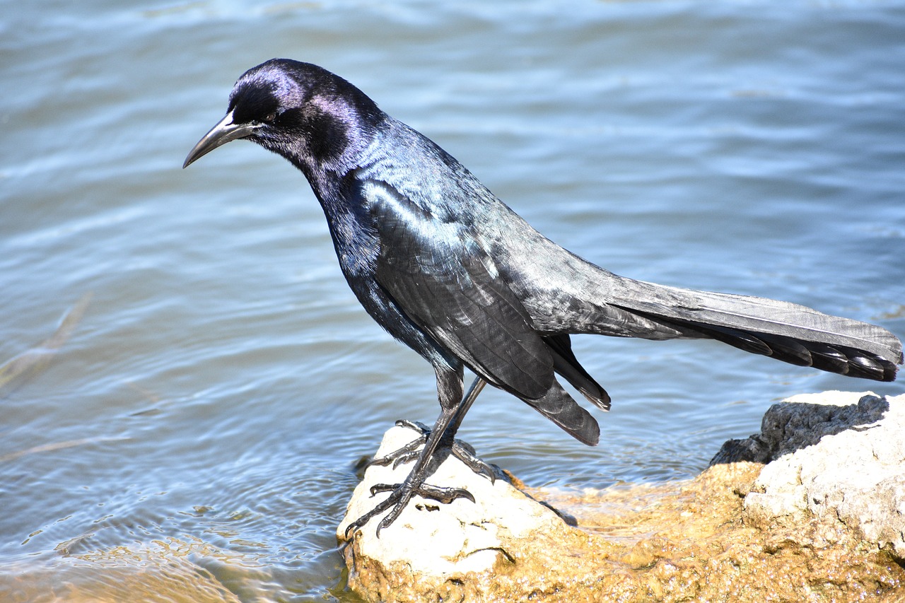 birds water lake free photo