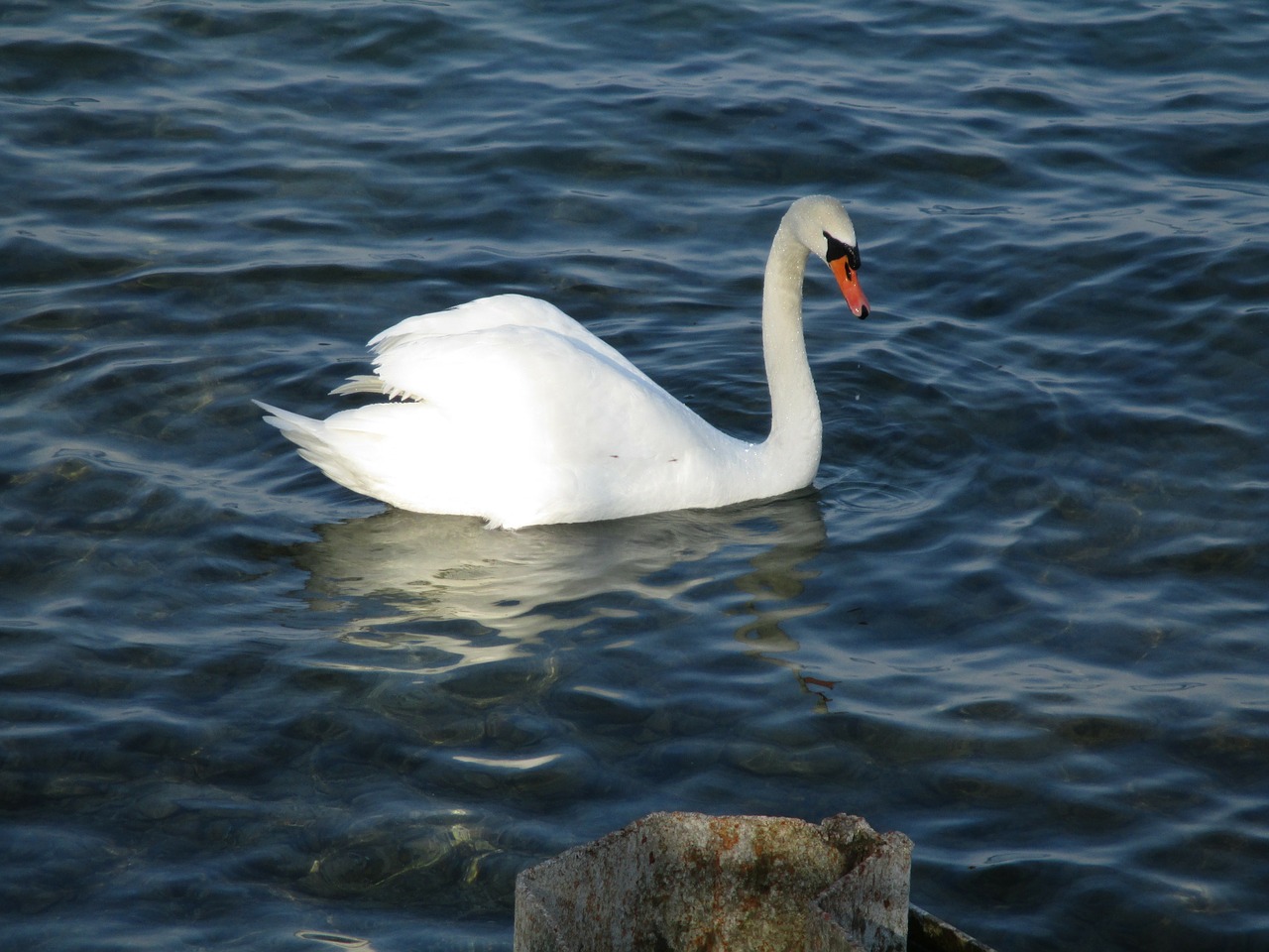 birds swan mute swan free photo