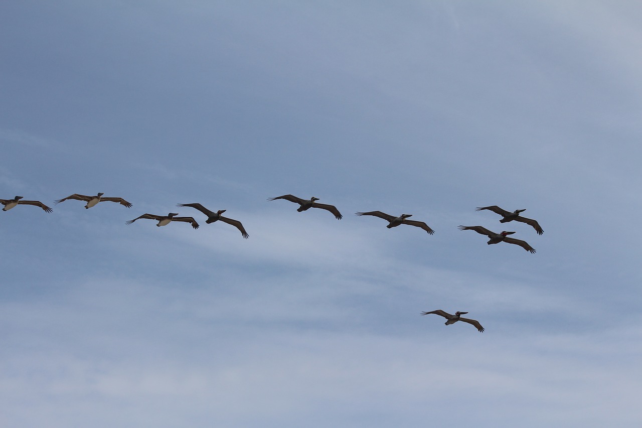 birds flock fly free photo