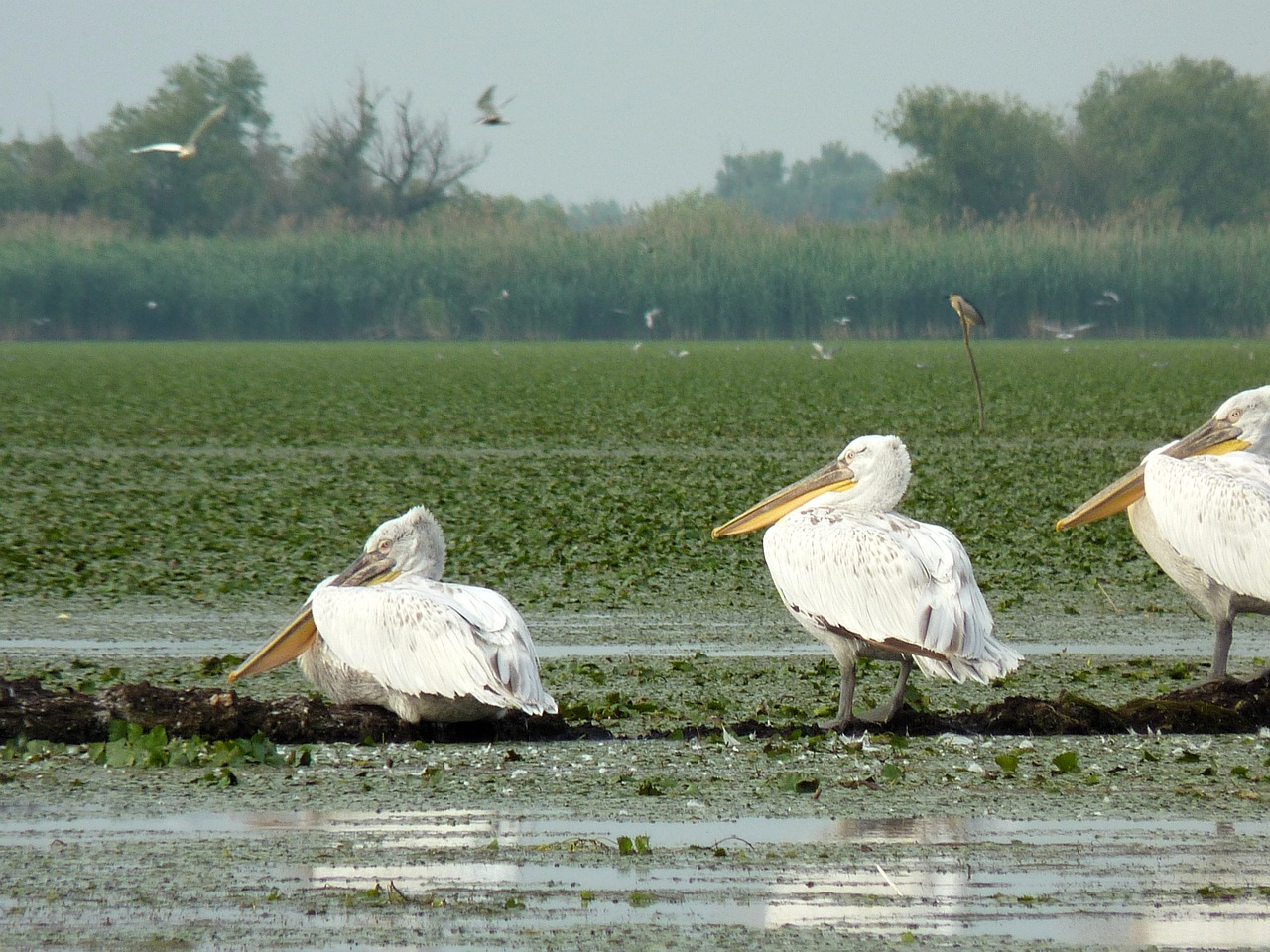 birds pelican romania free photo