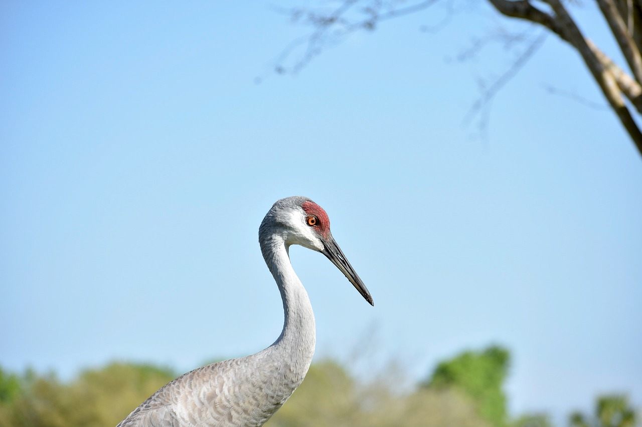 birds crane sandhill crane free photo