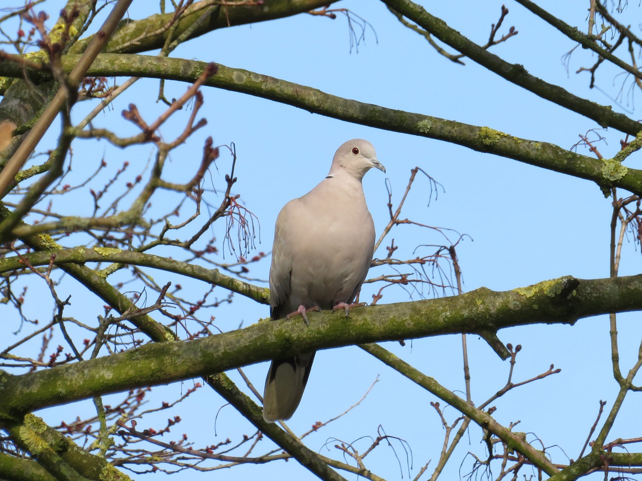 birds nature pigeon free photo