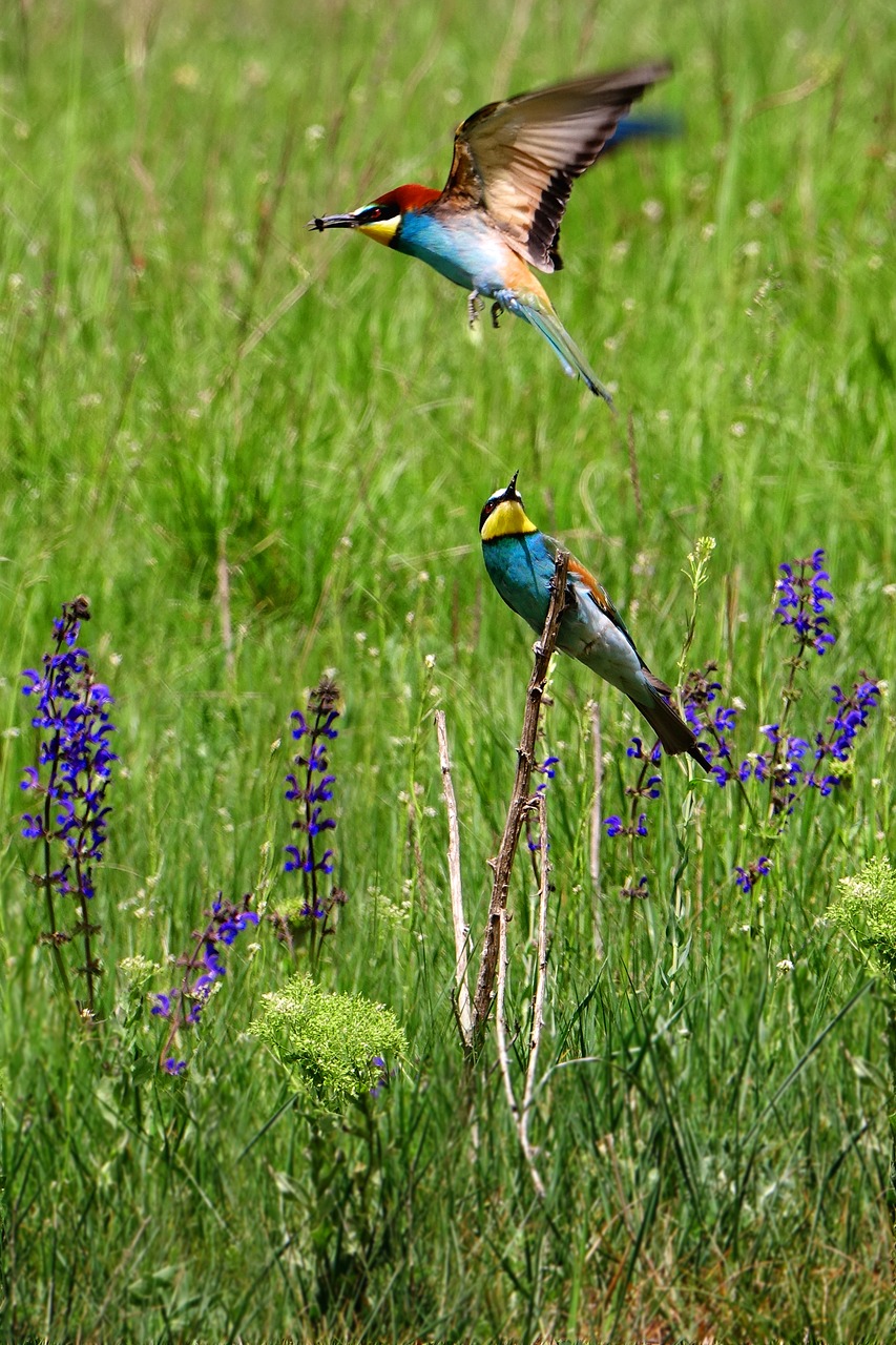 birds european bee eater colorful birds free photo