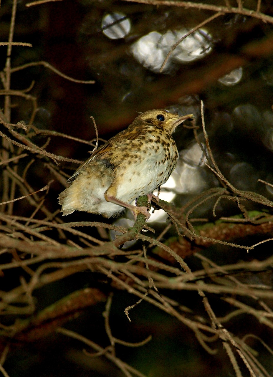 birds nature slovakia free photo