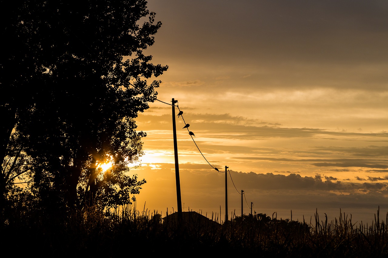 birds sunset evening sky free photo