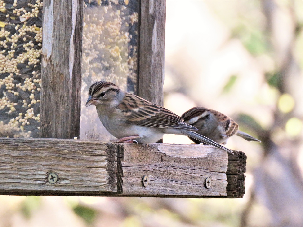 birds cute wildlife free photo