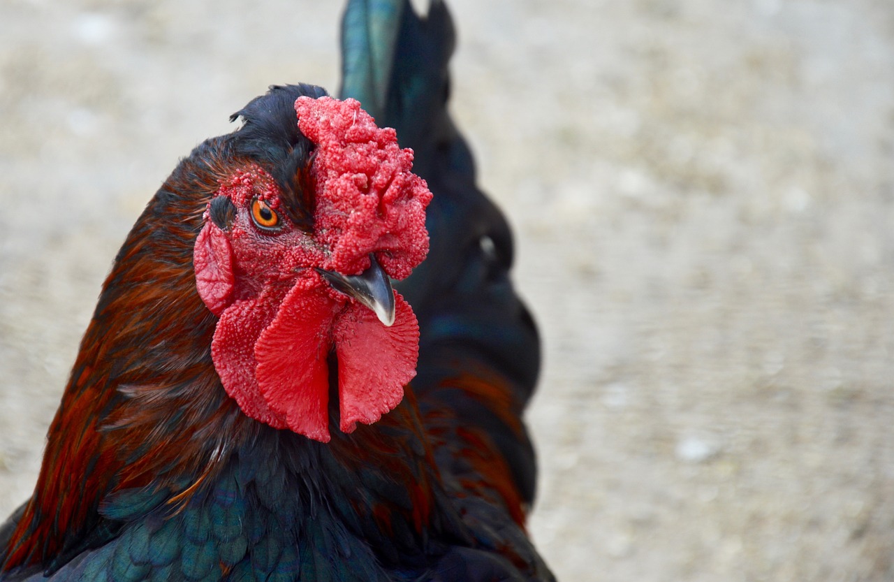 birds poultry pen free photo