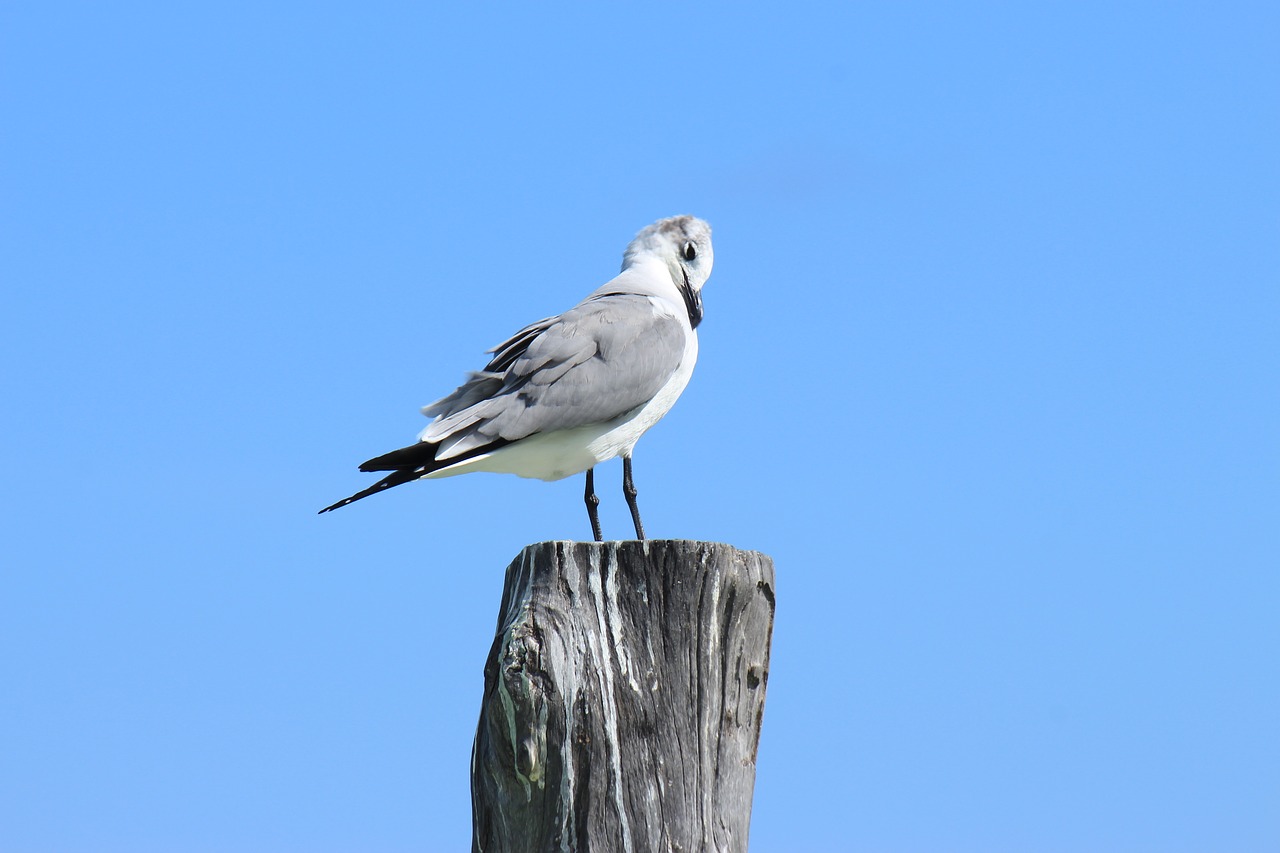 birds nature wild life free photo