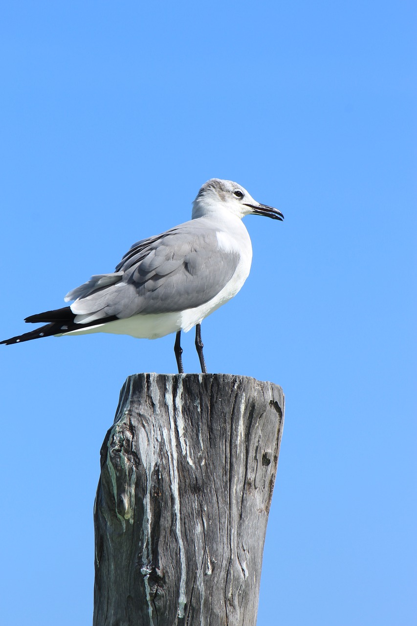 birds nature wild life free photo