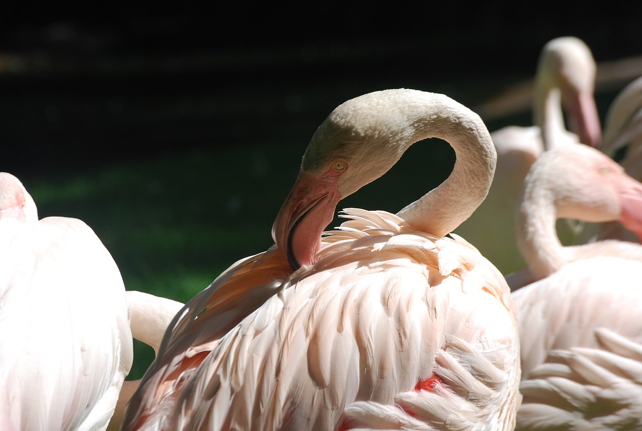 birds flamingos nature free photo