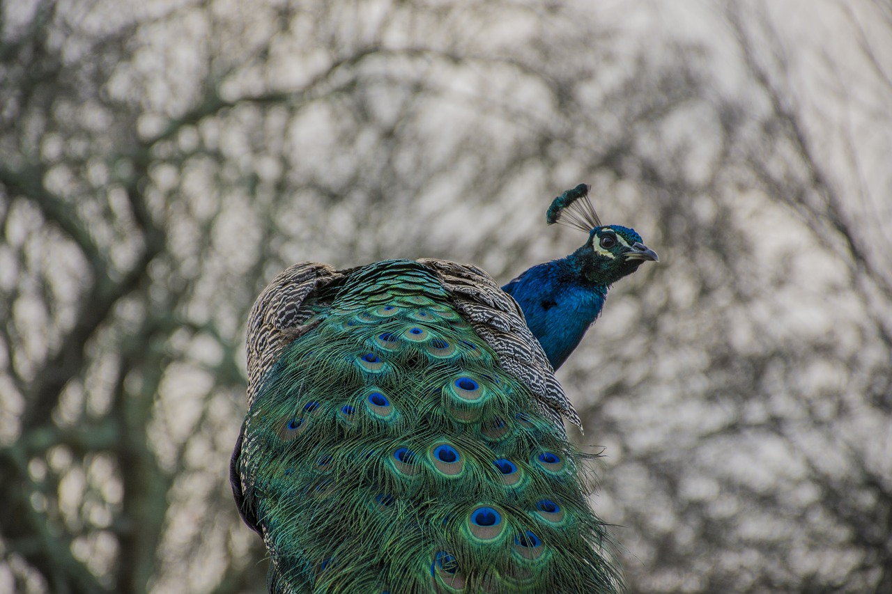 birds pity nature free photo