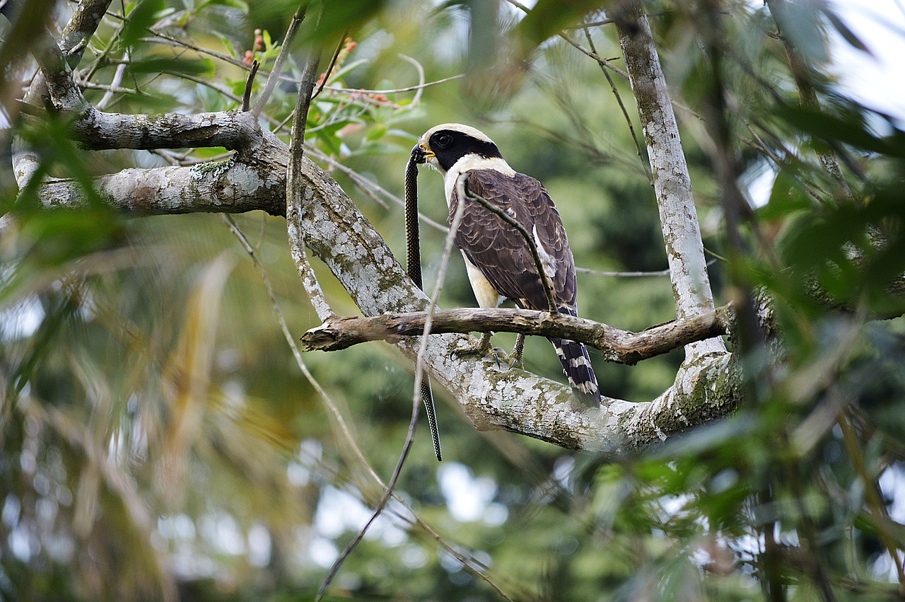 birds wild life tree free photo