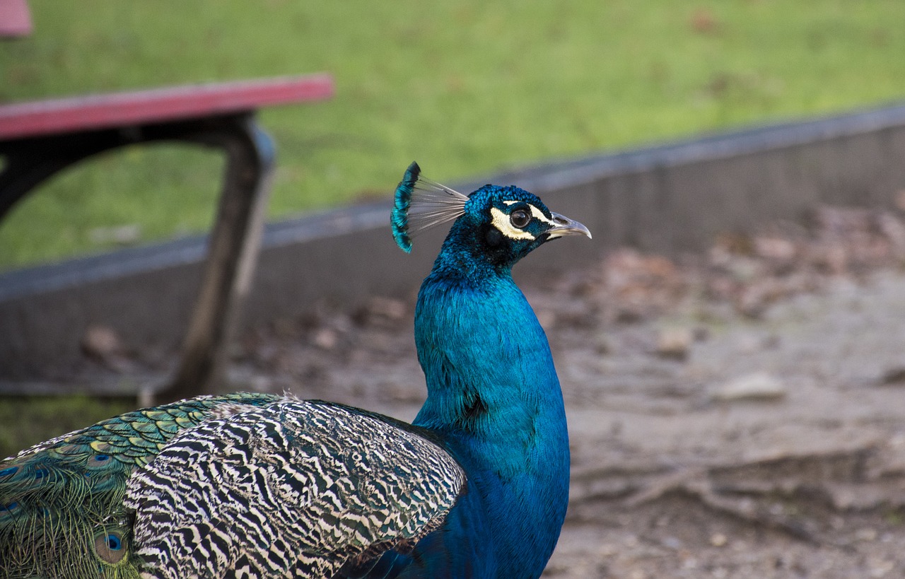 birds nature animalia free photo