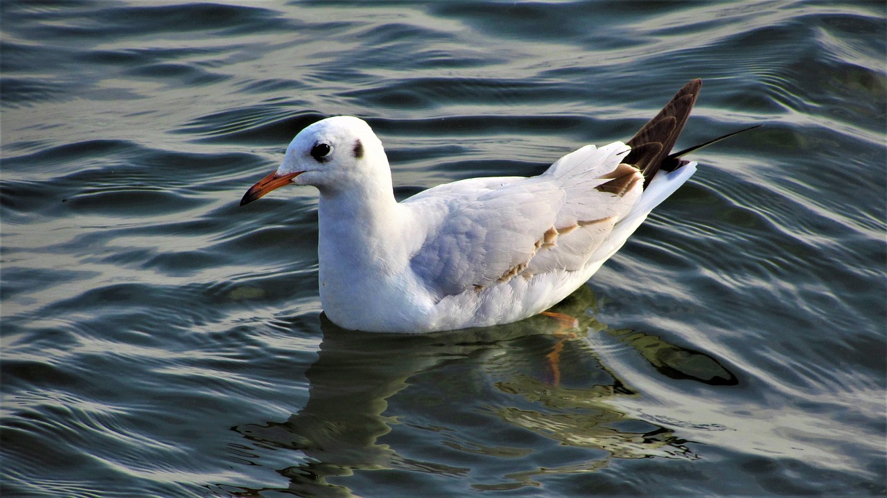 birds wildlife body of water free photo