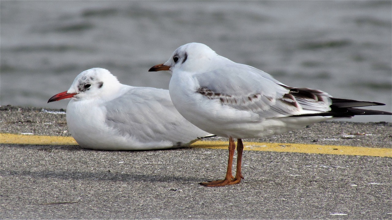 birds wildlife nature free photo