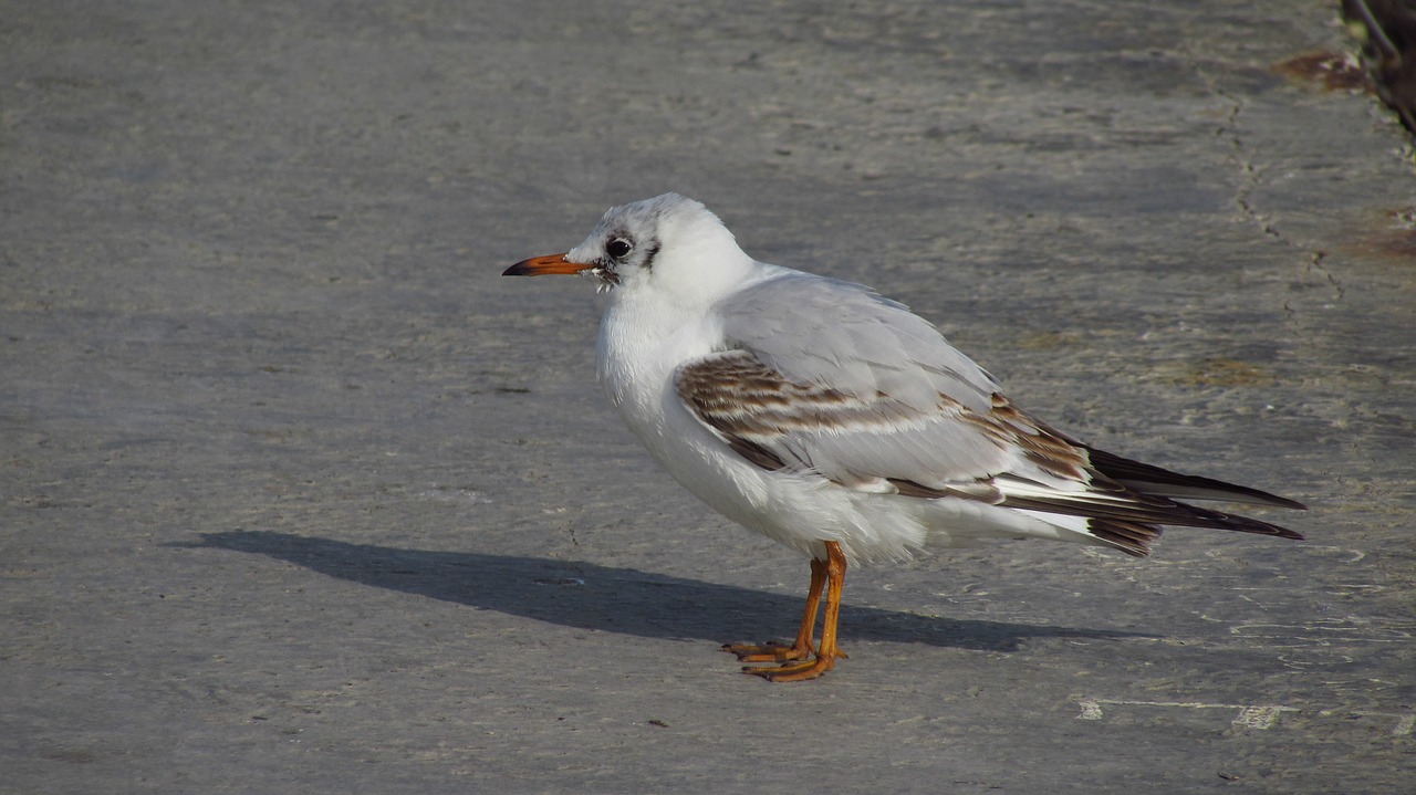 birds wildlife nature free photo