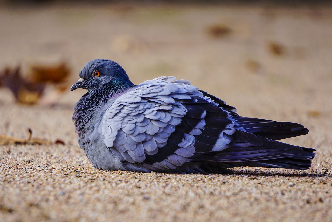 birds paloma nature free photo