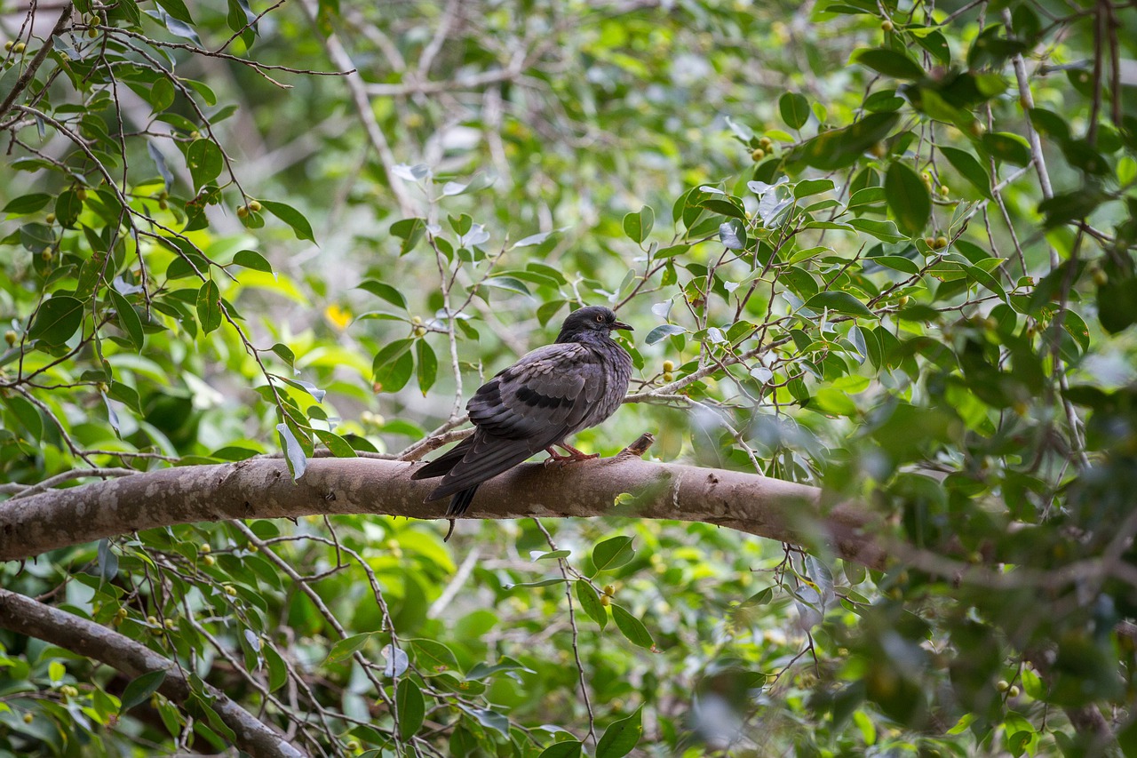 birds dove animals free photo