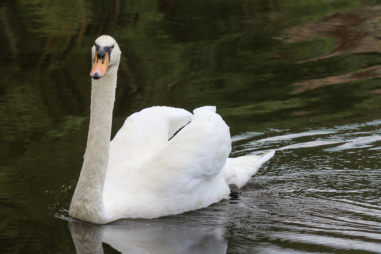 birds body of water lake free photo