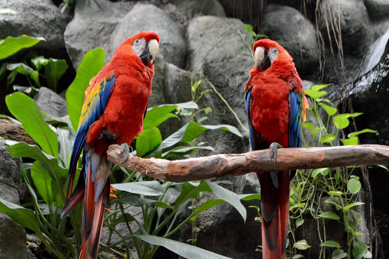 birds wild life macaw free photo