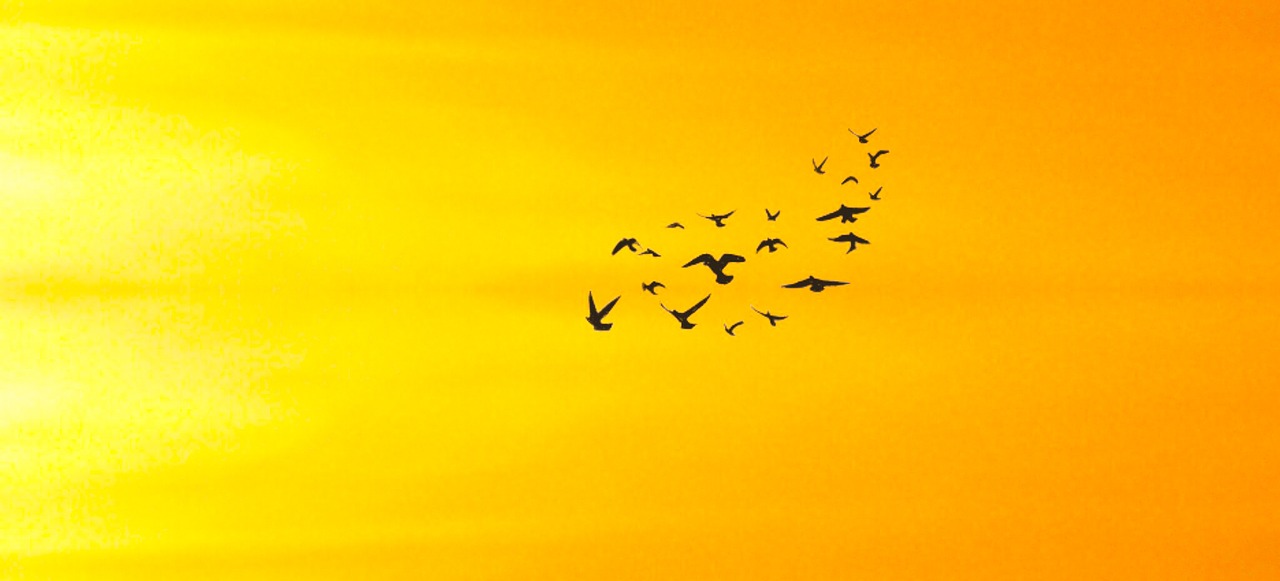 birds gathering flying free photo