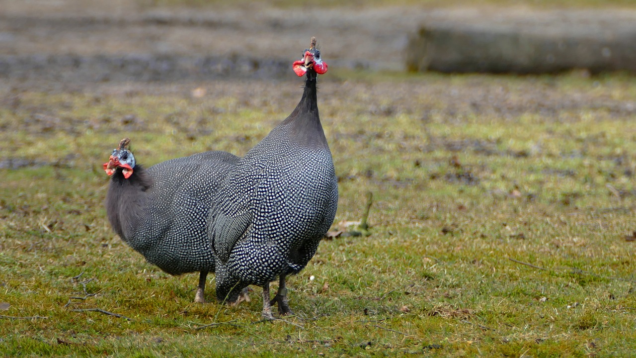 birds nature animal kingdom free photo