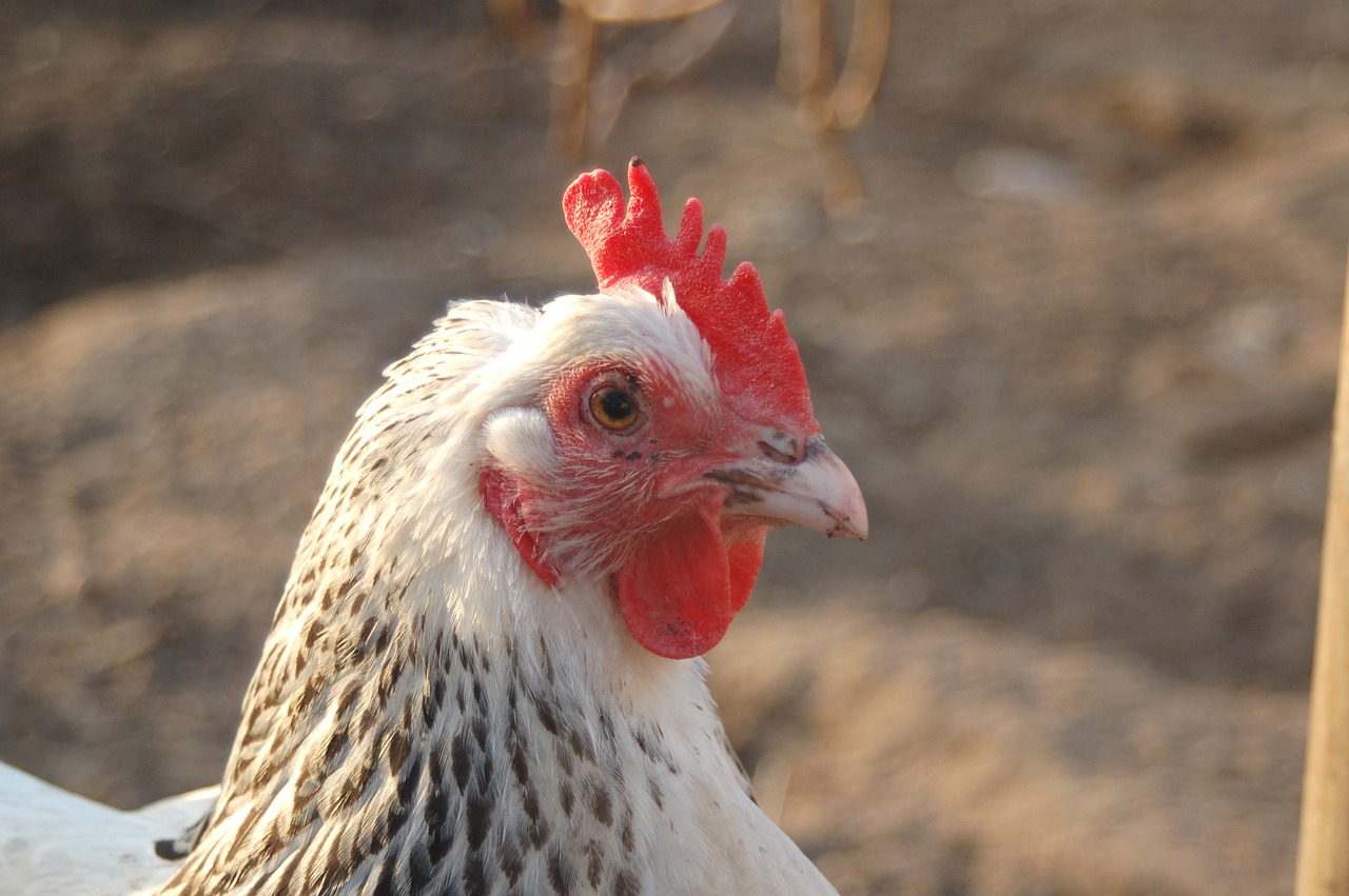 Кура 5 6. Редкие домашние курицы фото. Rooster Comb. Трава в клюве курицы картинки.