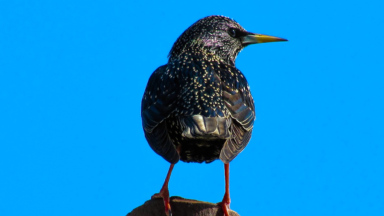 birds wildlife nature free photo