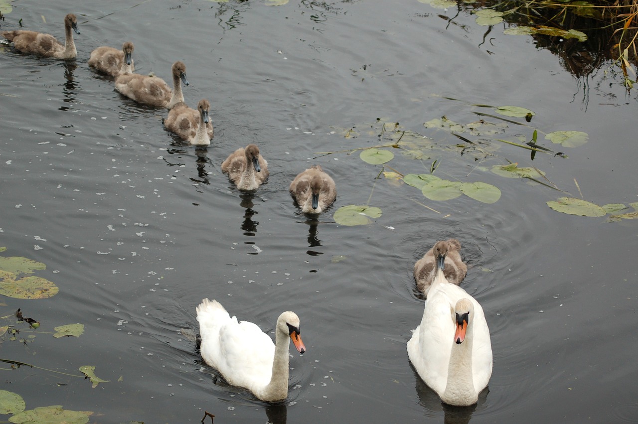 birds monolithic part of the waters nature free photo