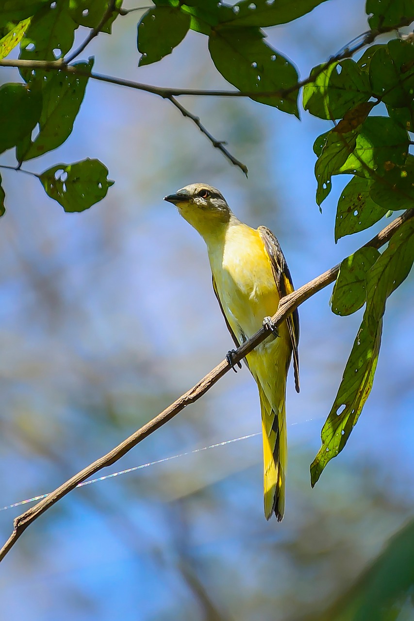 birds eye yellow free photo